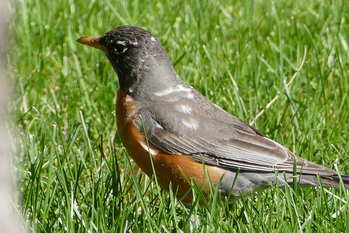 American Robin - Randall Siebert