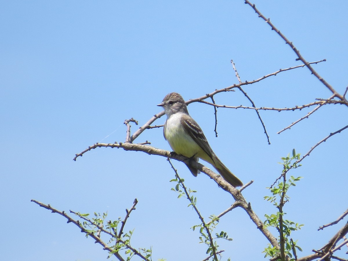 Southern Scrub-Flycatcher - Ricardo Battistino