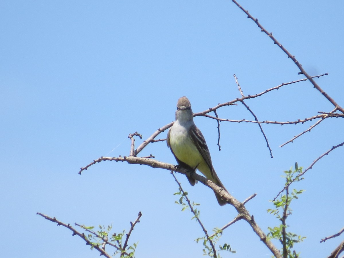 Southern Scrub-Flycatcher - Ricardo Battistino