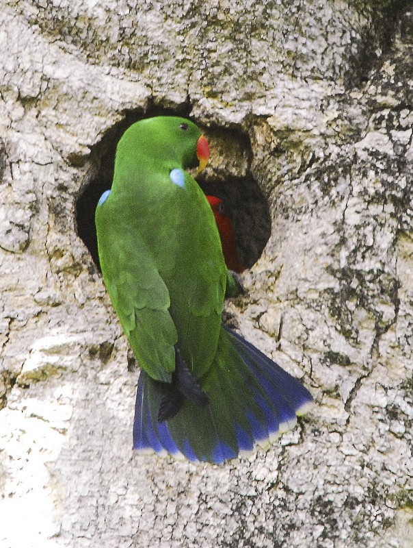 Papuan Eclectus - Narca Moore