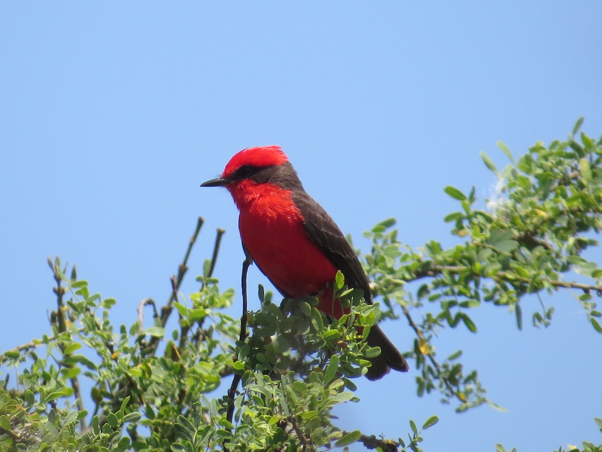 Vermilion Flycatcher - ML135625621