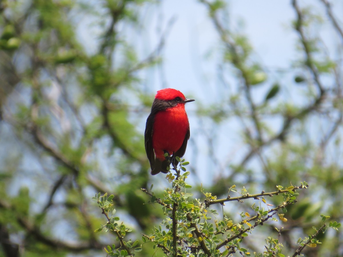 Vermilion Flycatcher - Ricardo Battistino