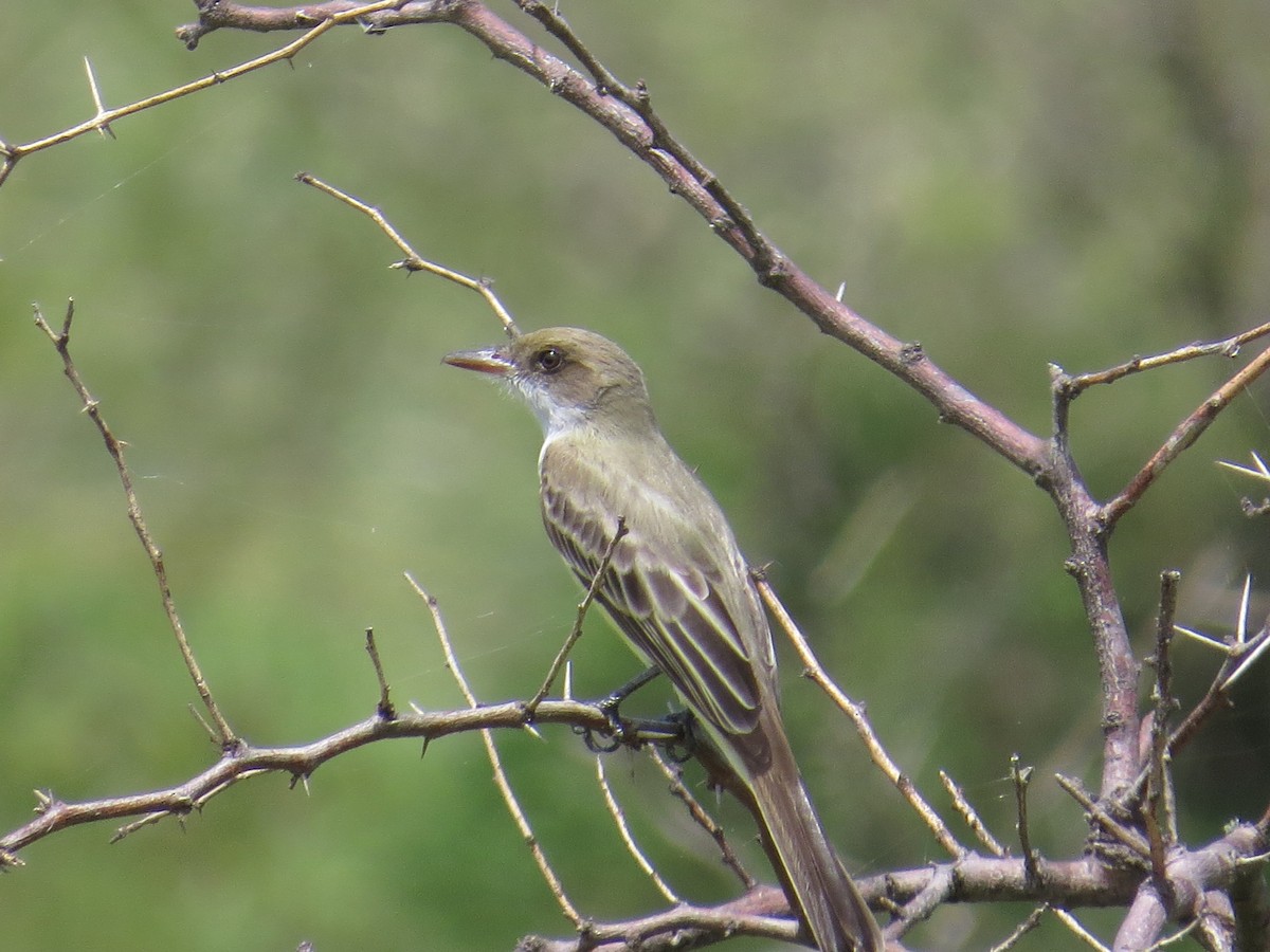 Swainson's Flycatcher - ML135625731