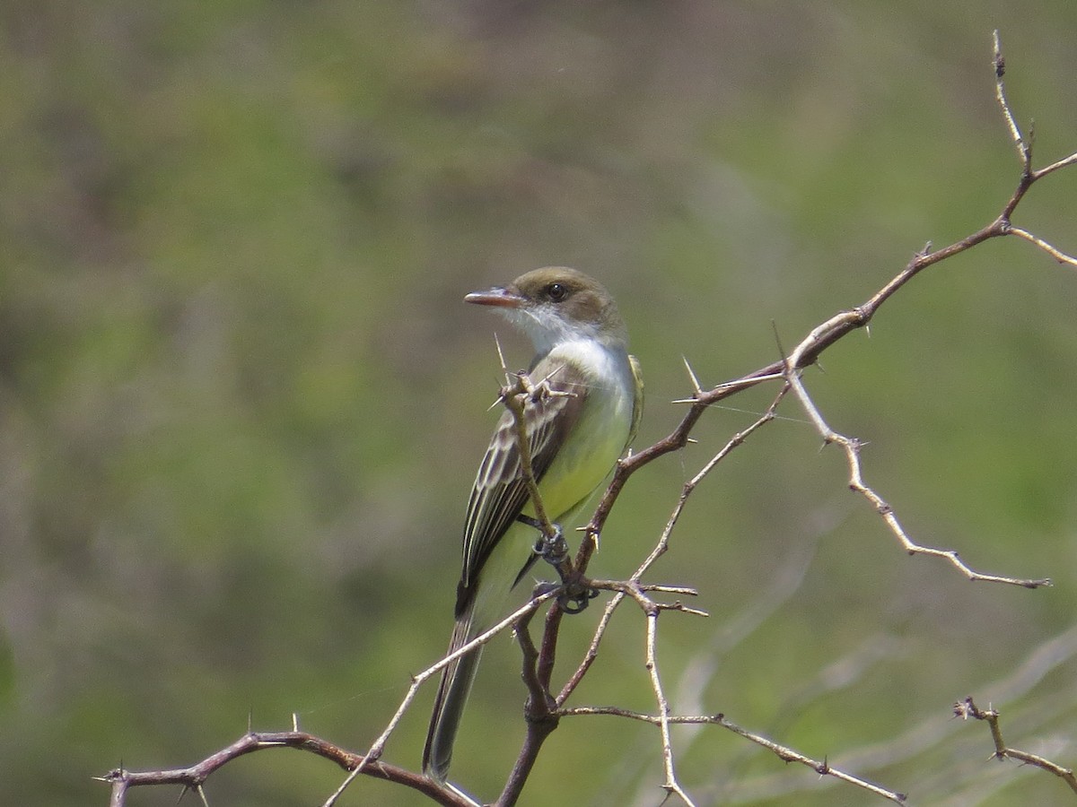 Swainson's Flycatcher - ML135625781