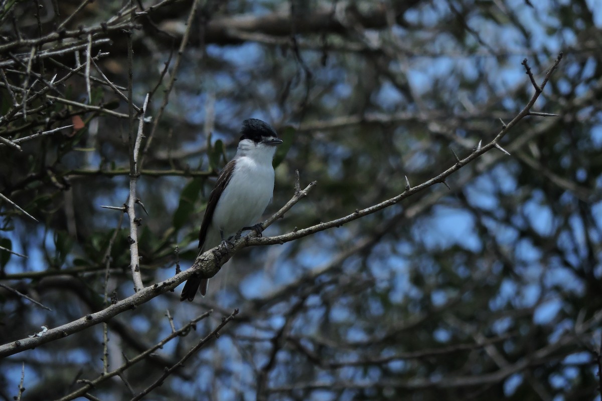 White-naped Xenopsaris - ML135626031