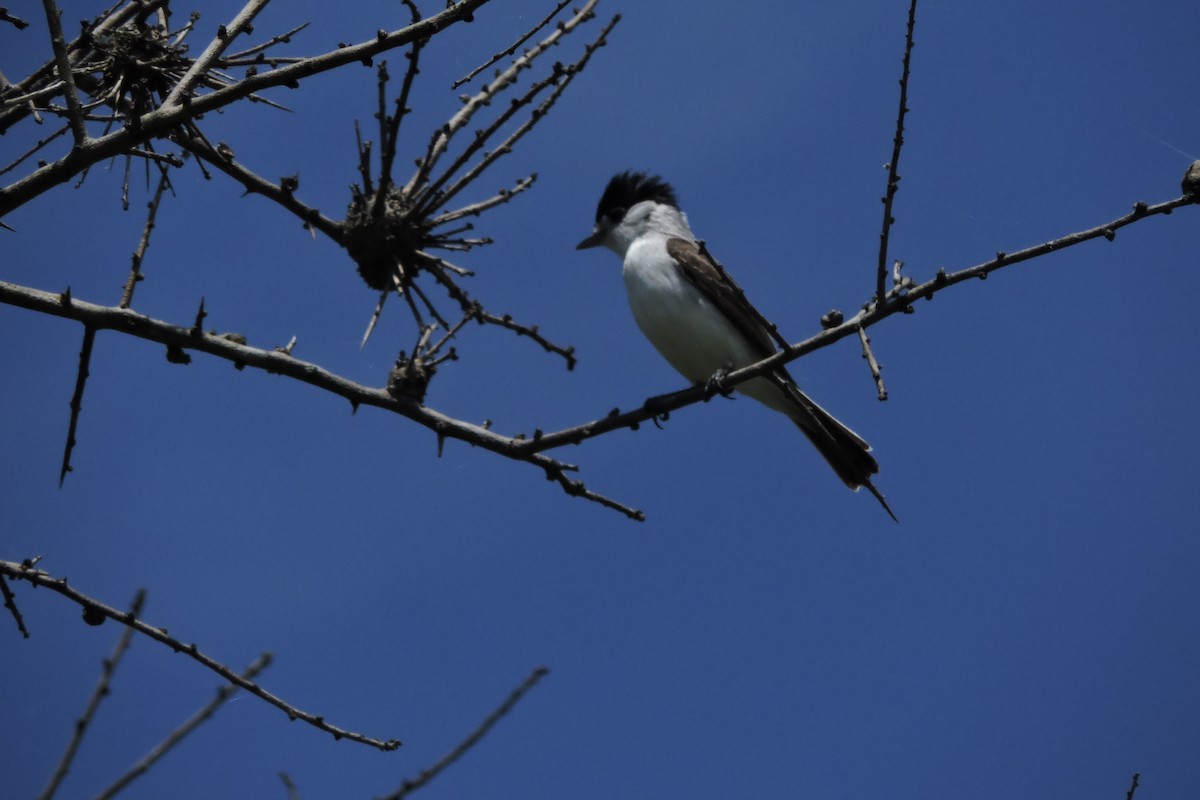 White-naped Xenopsaris - ML135626111