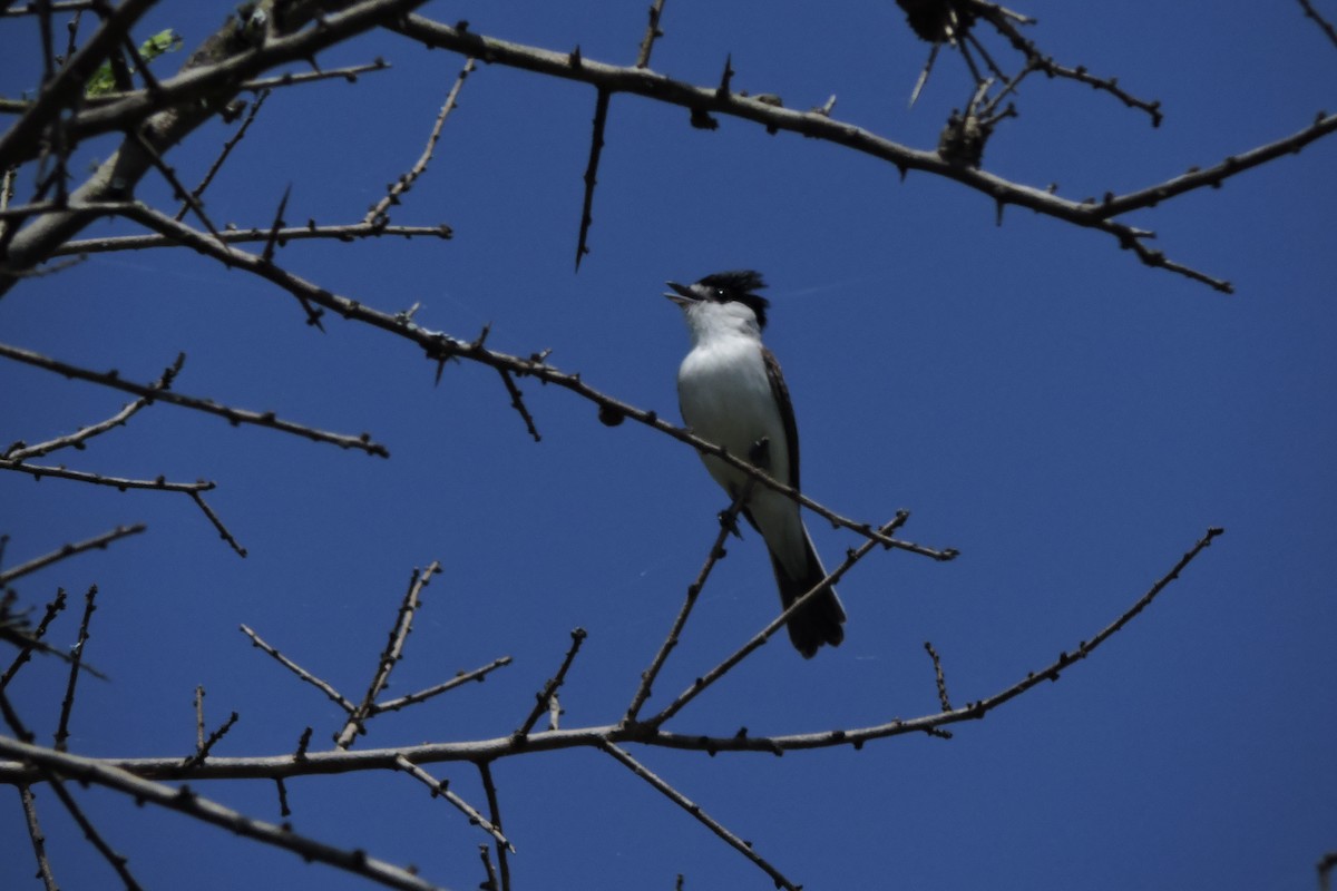 White-naped Xenopsaris - ML135626121