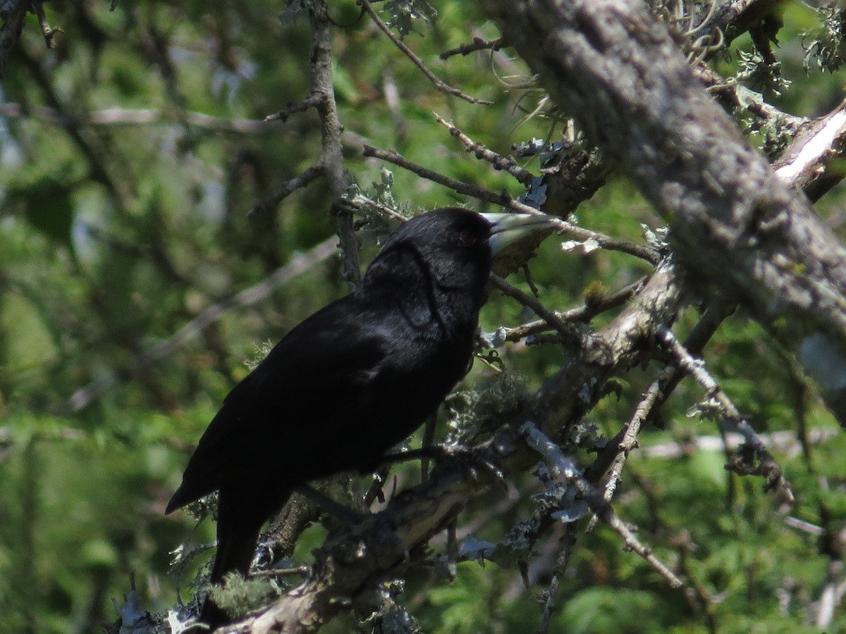 Solitary Black Cacique - ML135627431