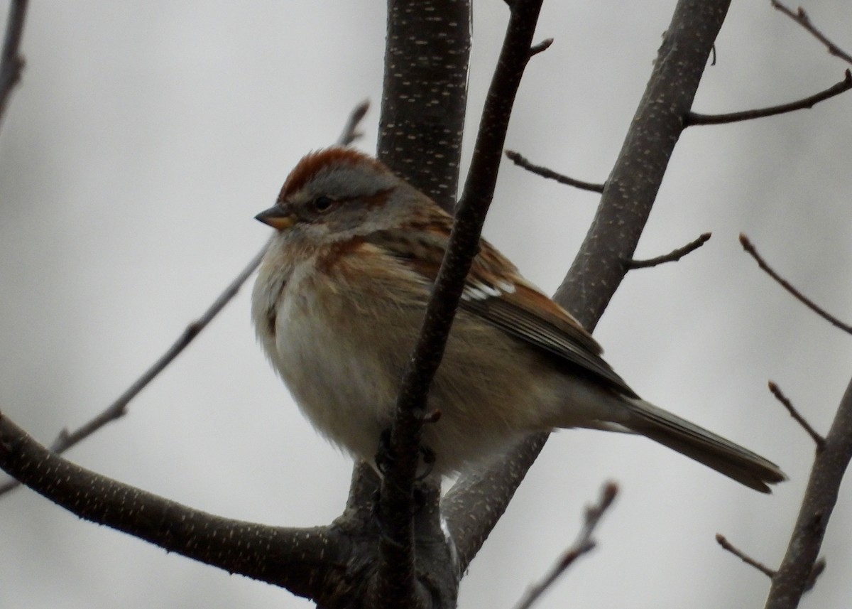 American Tree Sparrow - ML135627541
