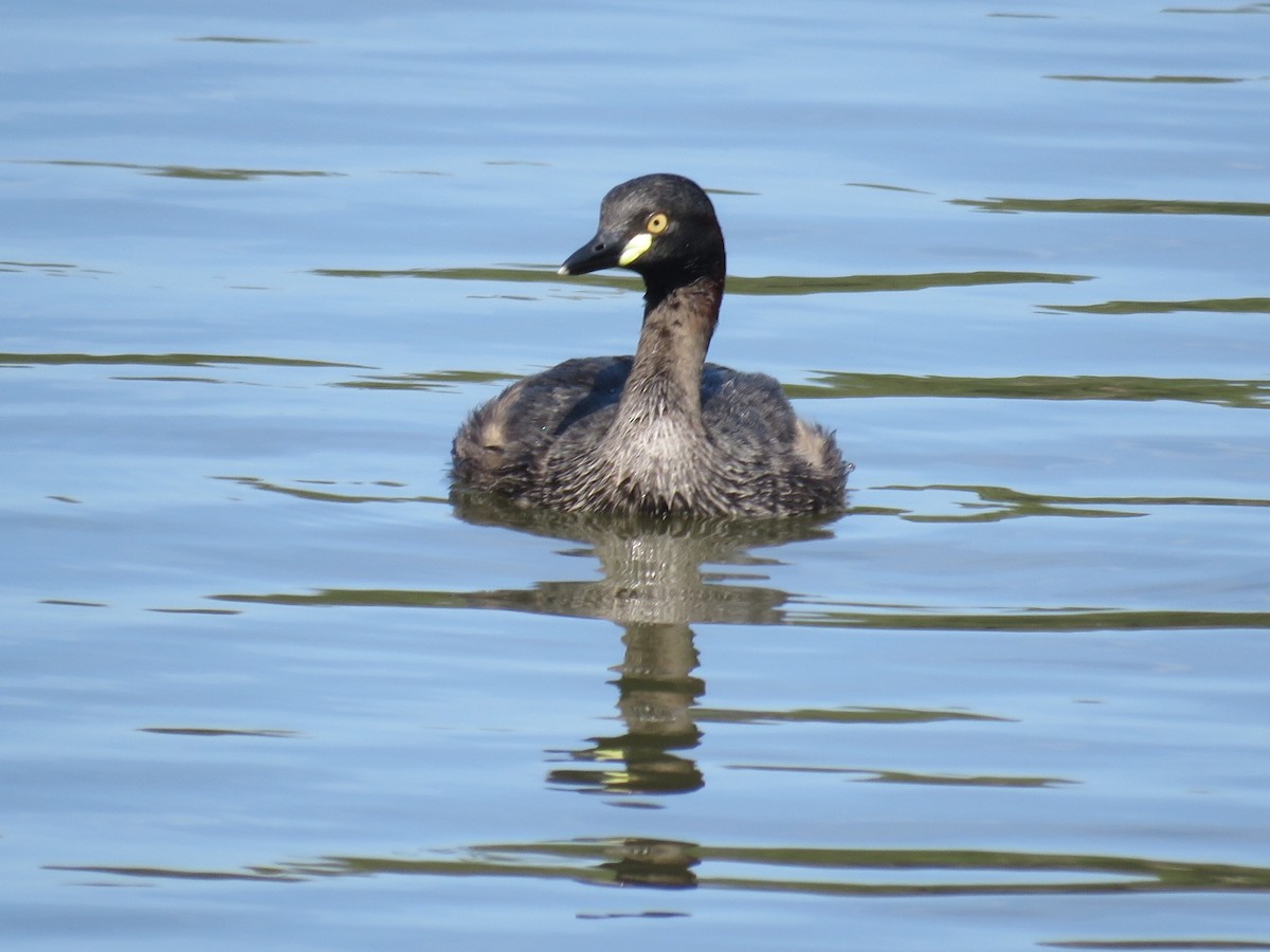 Australasian Grebe - Alan Coates