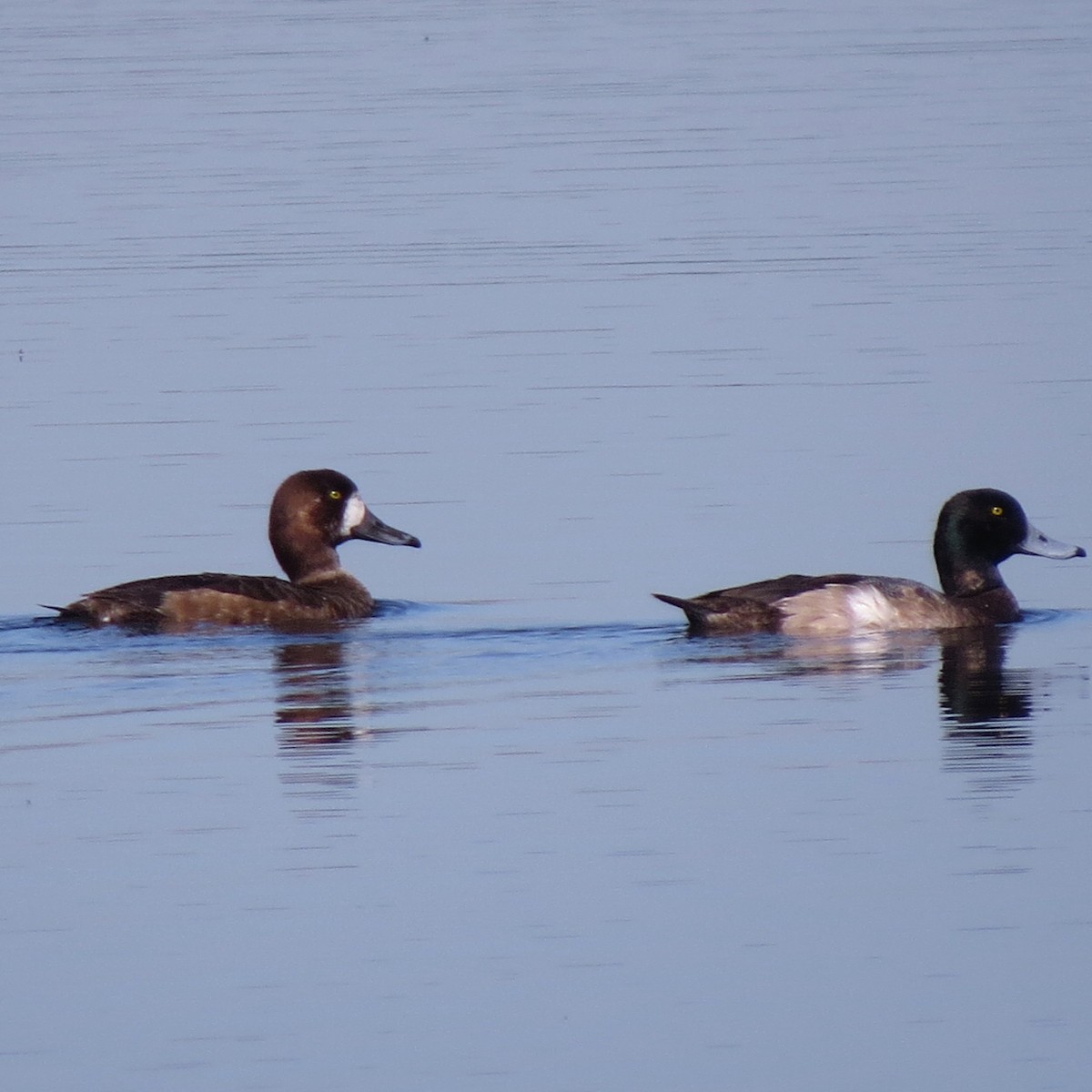Greater Scaup - ML135629081