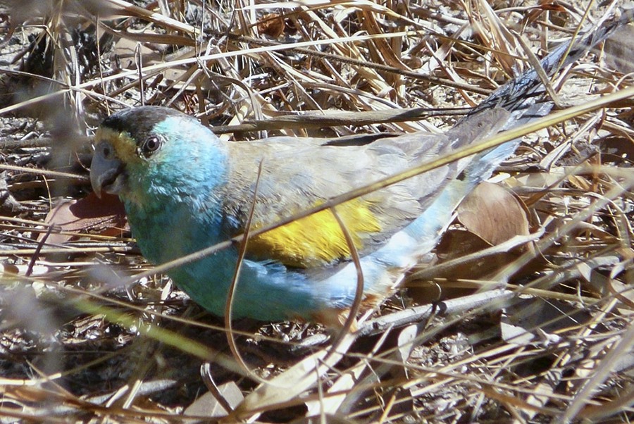 Golden-shouldered Parrot - Narca Moore