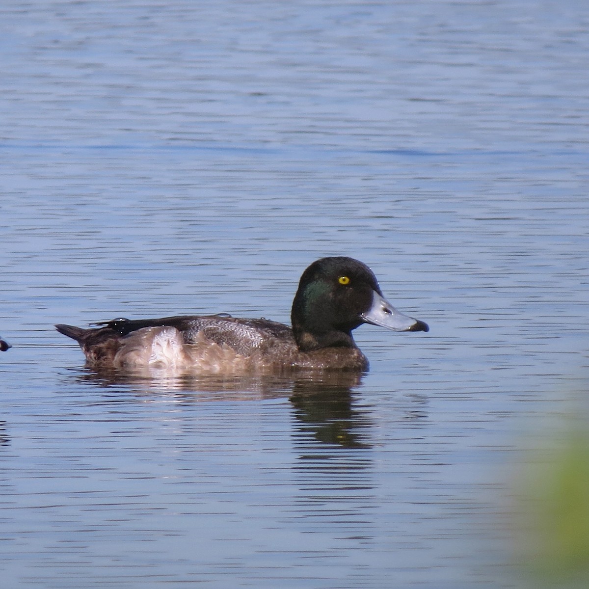 Greater Scaup - ML135629221