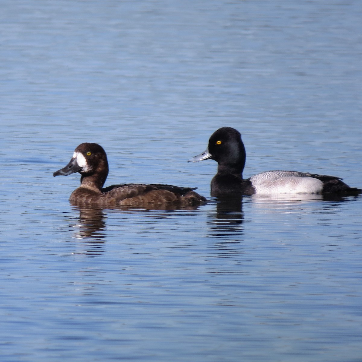 Greater Scaup - ML135629241