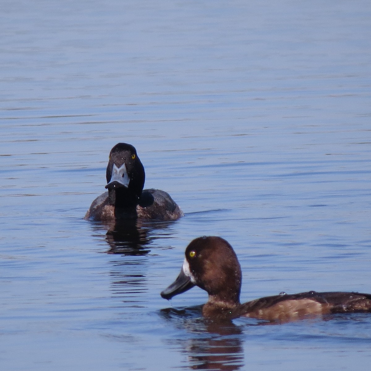 Greater Scaup - ML135629281