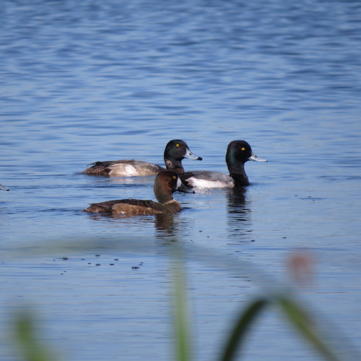 Greater Scaup - ML135629331
