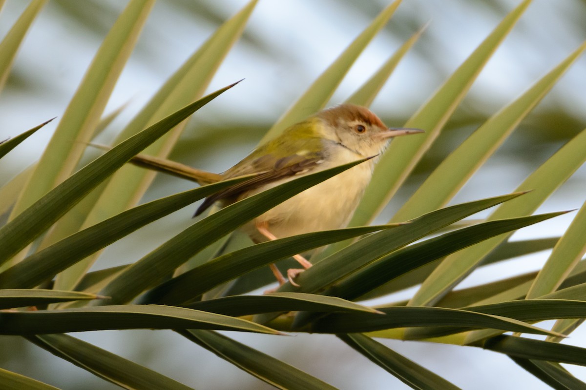 Common Tailorbird - ML135629941