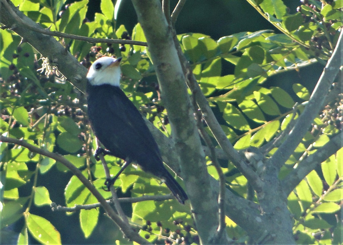 White-headed Marsh Tyrant - ML135630451