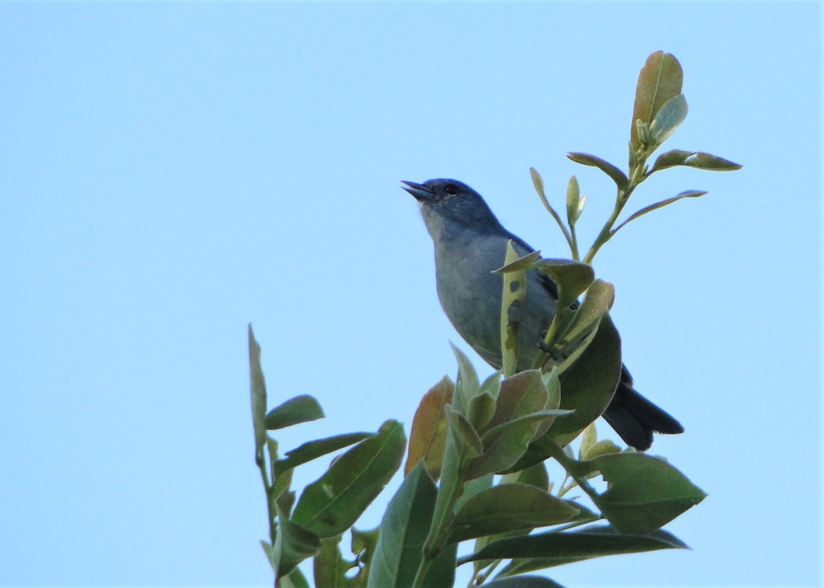 Chestnut-vented Conebill - ML135630531