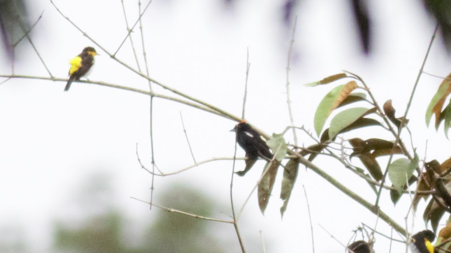 Flame-crested Tanager - ML135631121