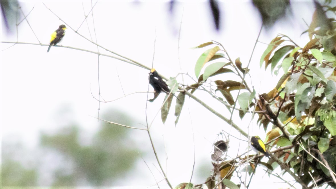 Yellow-backed Tanager - ML135631191