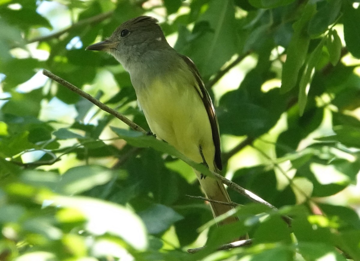 Great Crested Flycatcher - Chuck Hignite