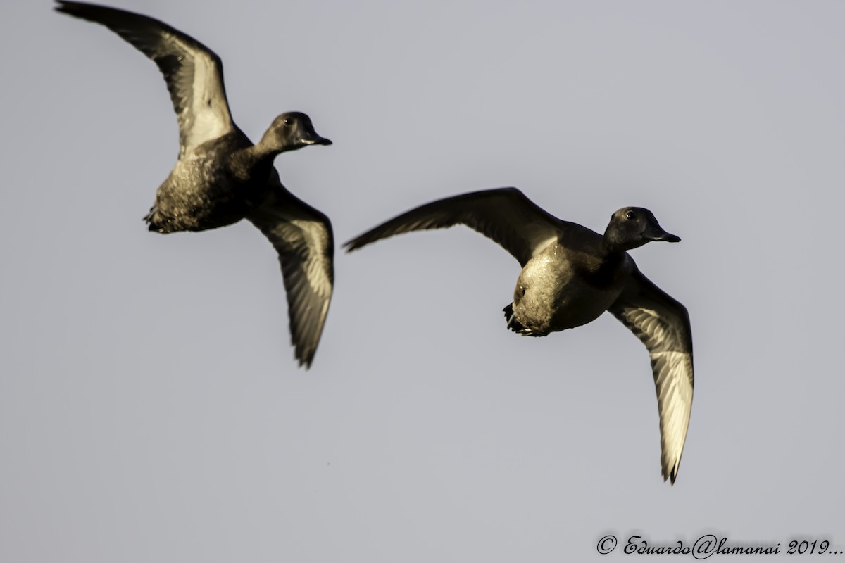 Ring-necked Duck - Jorge Eduardo Ruano