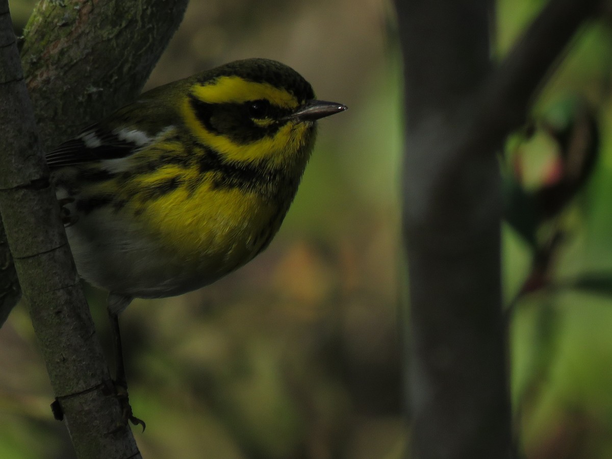 Townsend's Warbler - ML135635261