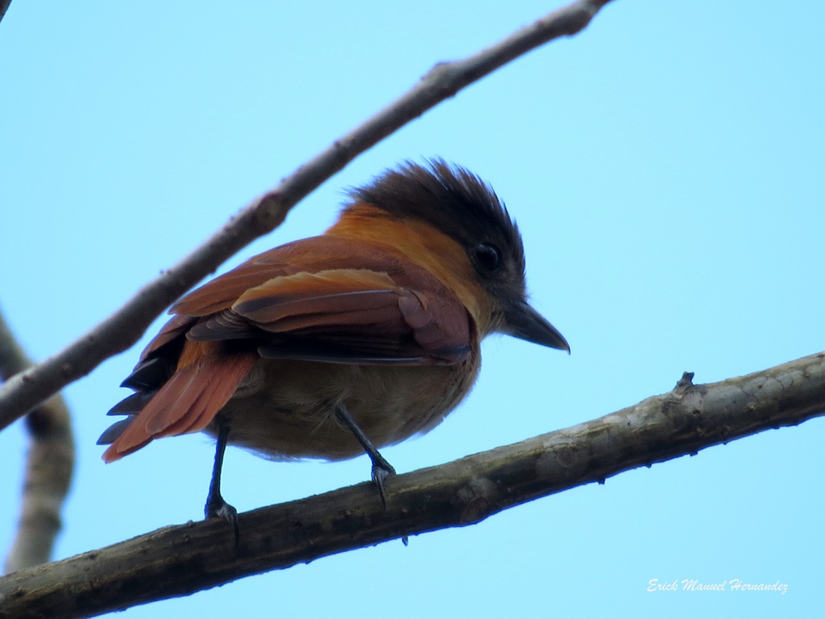 Rose-throated Becard - ML135635291