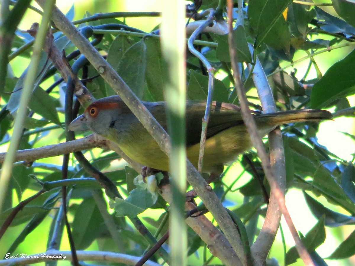 Rufous-browed Peppershrike - ML135635371