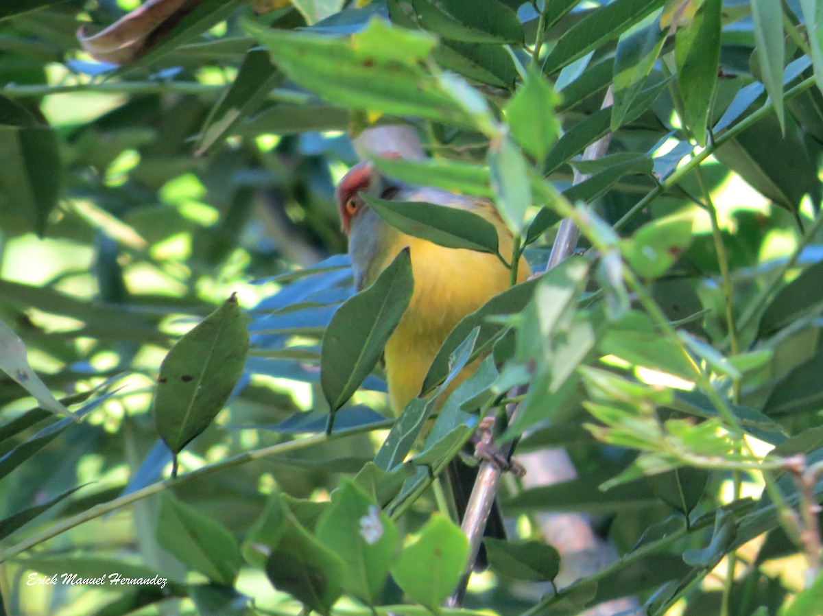 Rufous-browed Peppershrike - ML135635381