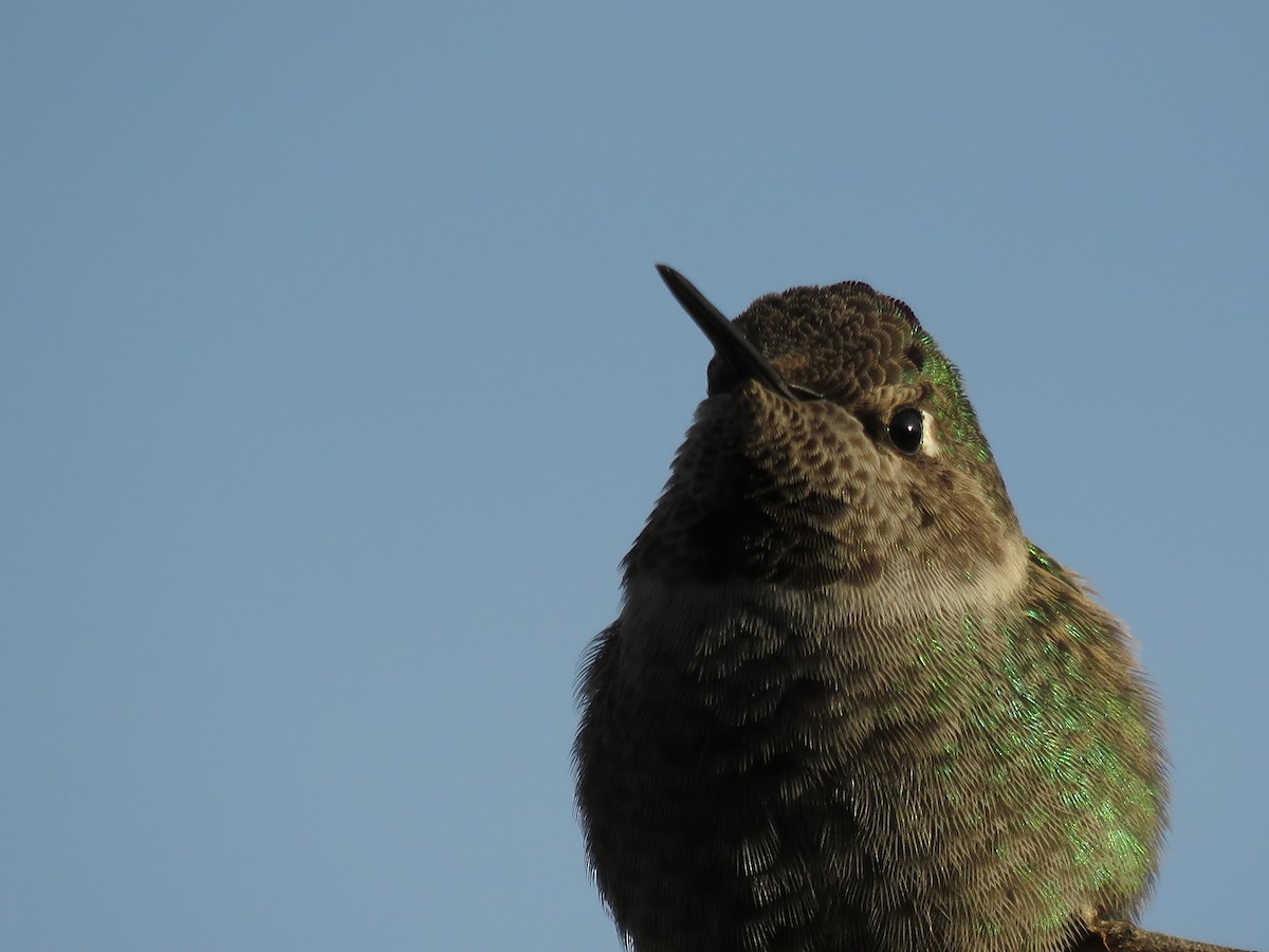 Anna's Hummingbird - Kai Frueh