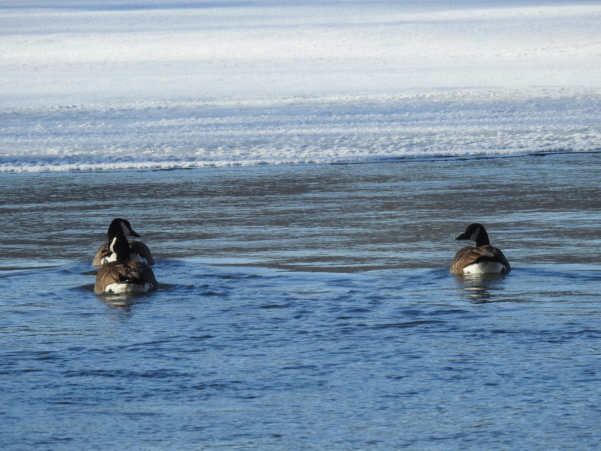 Canada Goose - ML135637681