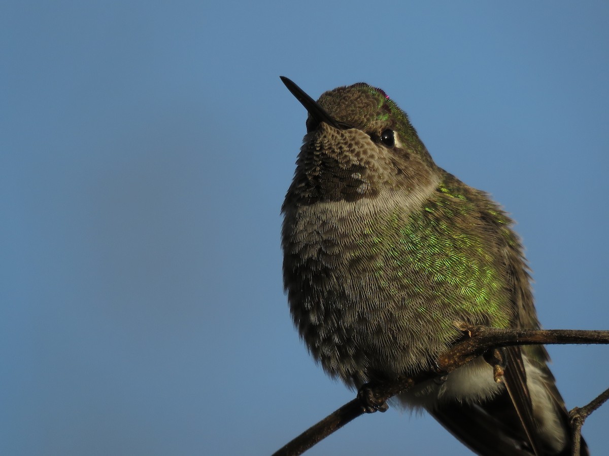 Colibrí de Anna - ML135637901