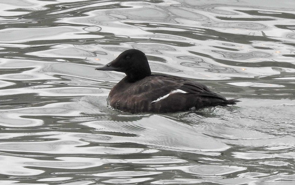 White-winged Scoter - ML135638151