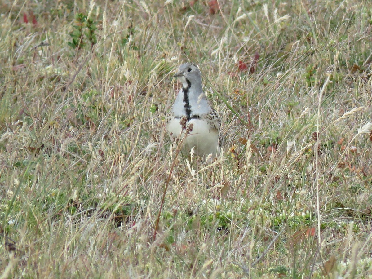 Least Seedsnipe - ML135638831