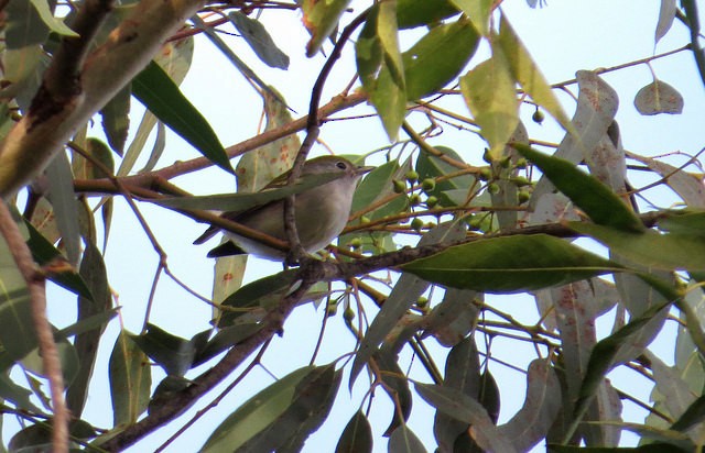 Chestnut-sided Warbler - ML135639511