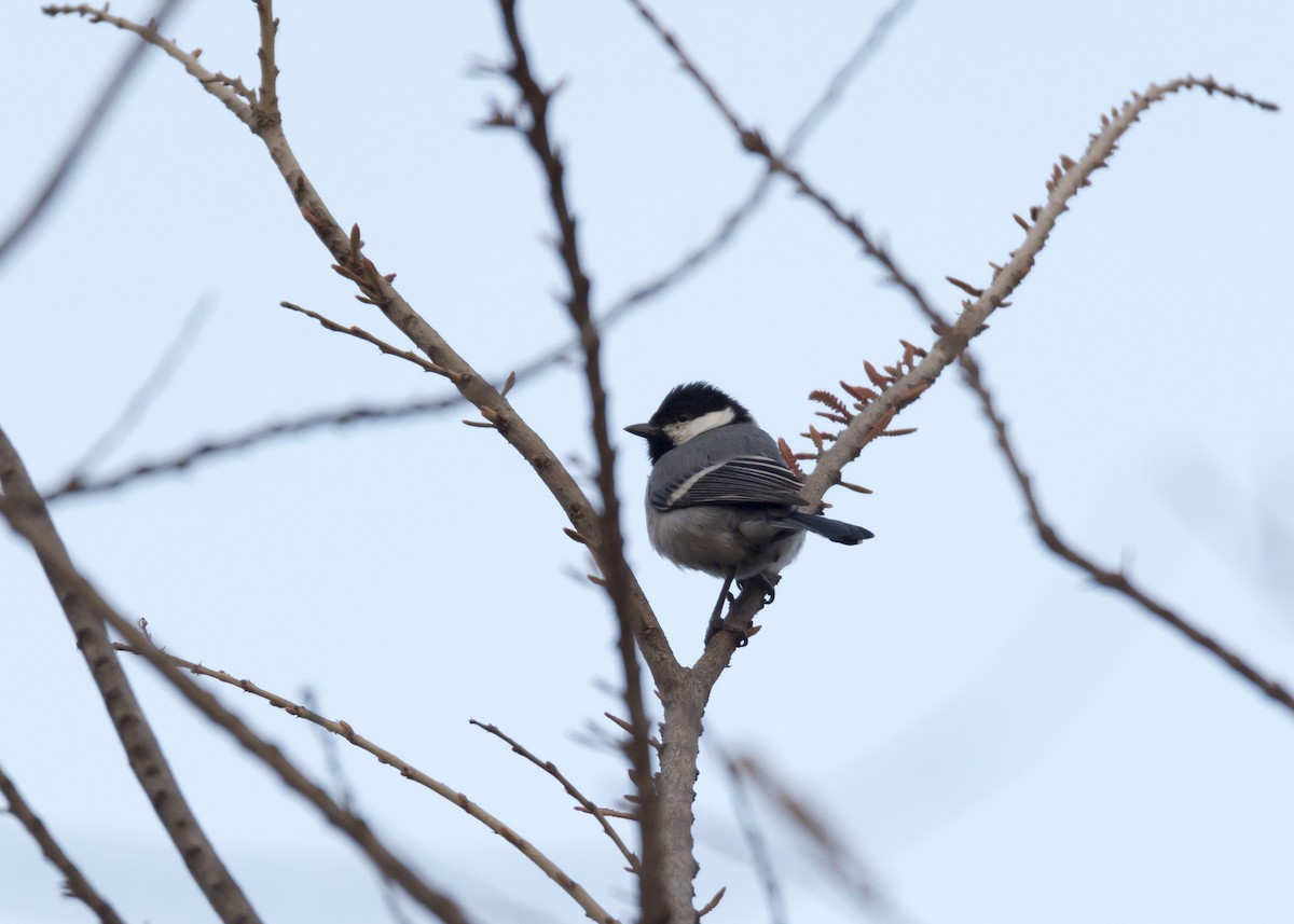 Mésange indienne - ML135639731