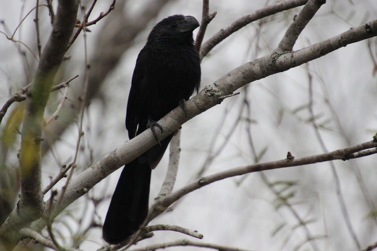 Groove-billed Ani - ML135640381