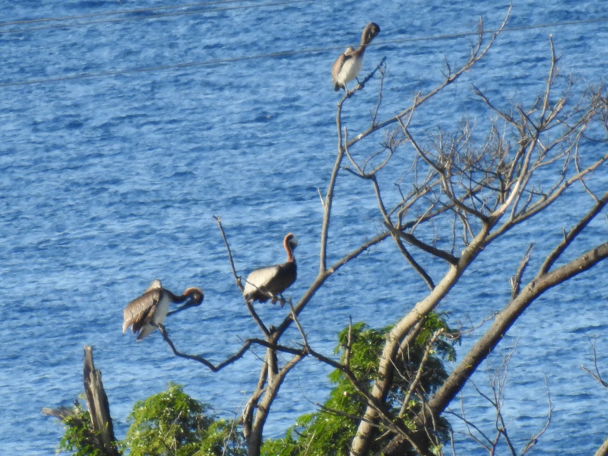 Brown Pelican - ML135640901