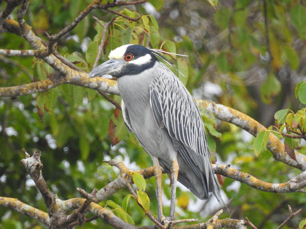 Yellow-crowned Night Heron - Edward Jordan