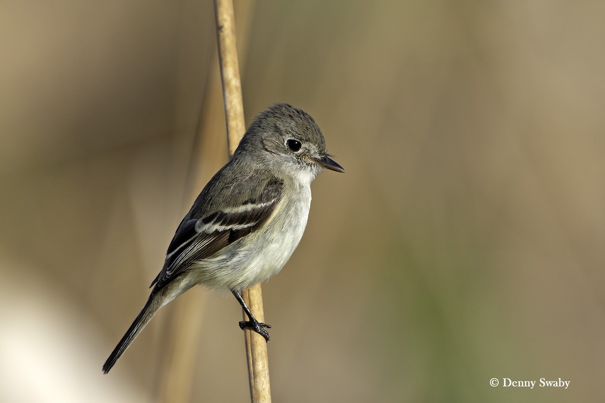 Least Flycatcher - ML135640991