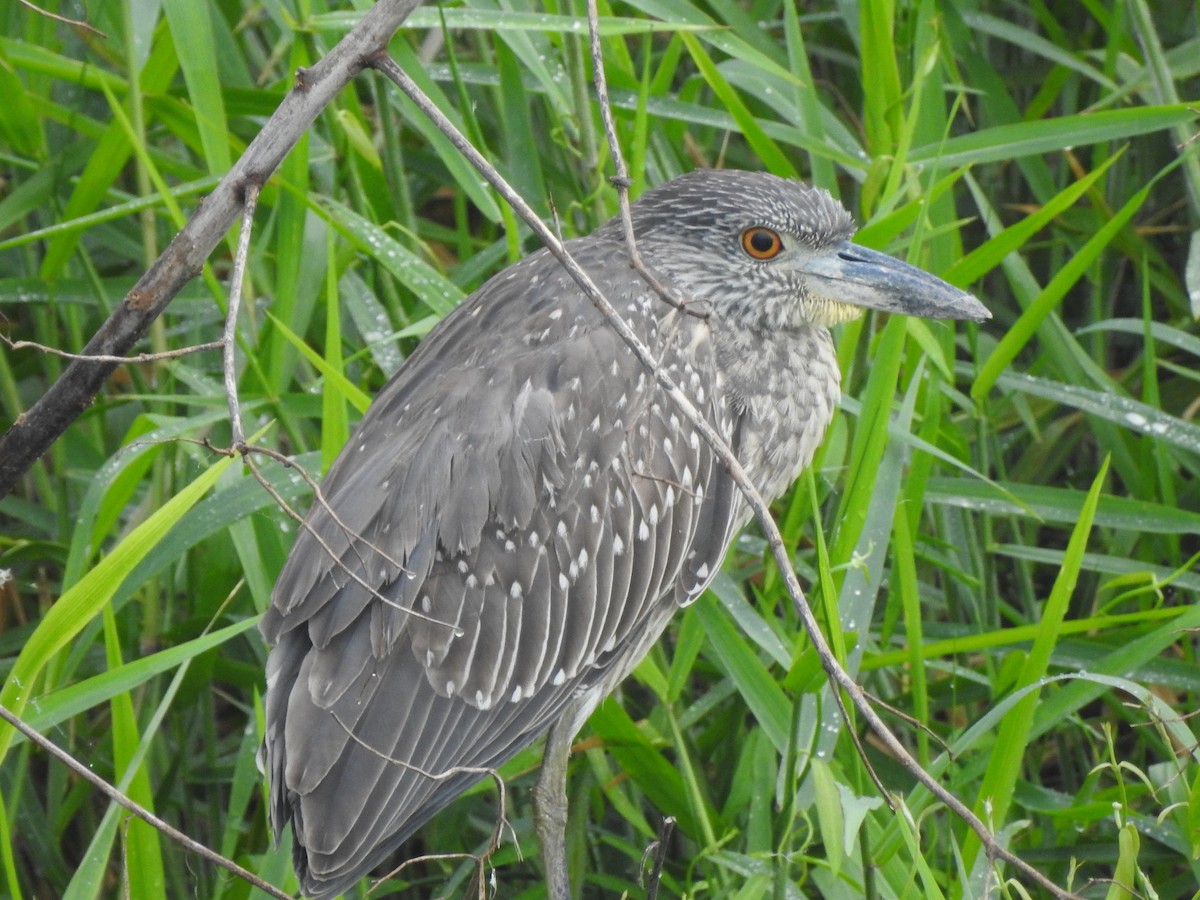 Yellow-crowned Night Heron - ML135641071