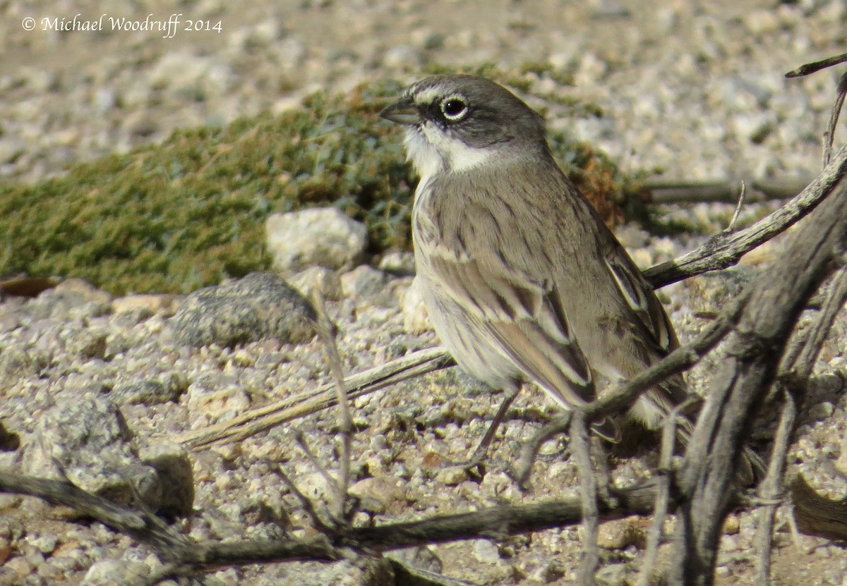 Sagebrush Sparrow - ML135641481