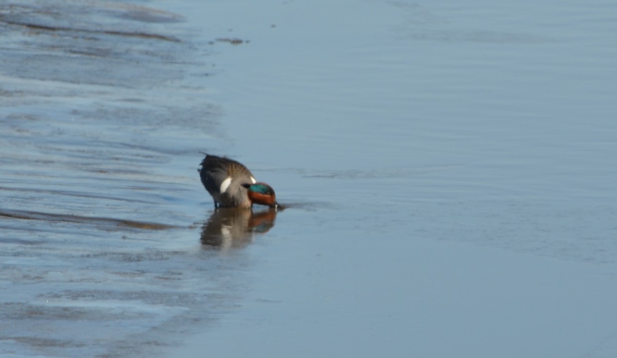 Green-winged Teal - ML135644351