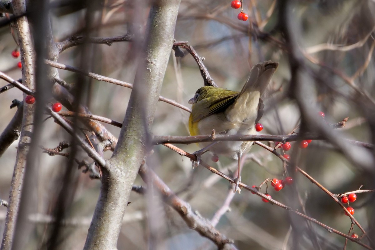 Yellow-breasted Chat - ML135645121