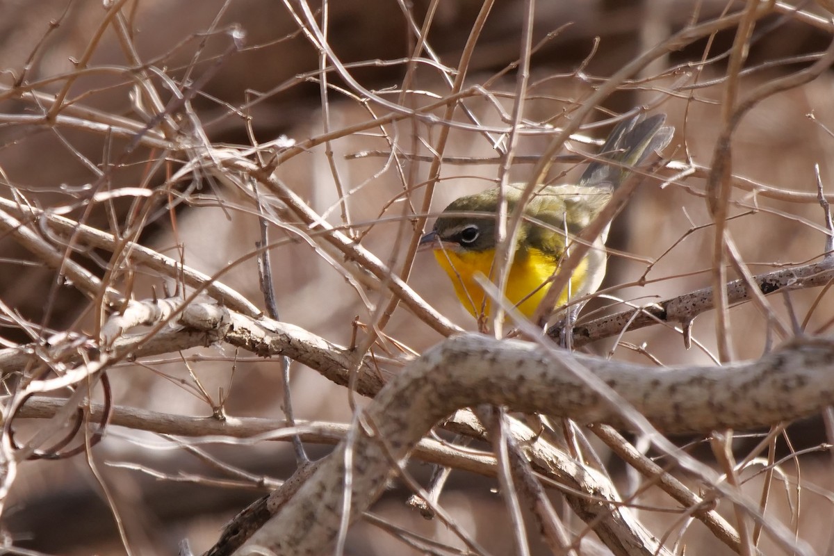 Yellow-breasted Chat - ML135645131