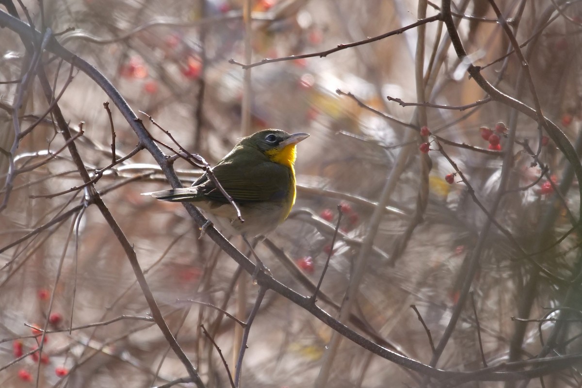 Yellow-breasted Chat - Russ Smiley