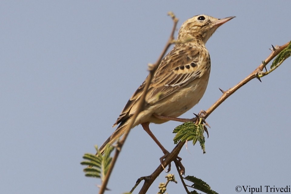 Paddyfield Pipit - ML135645171