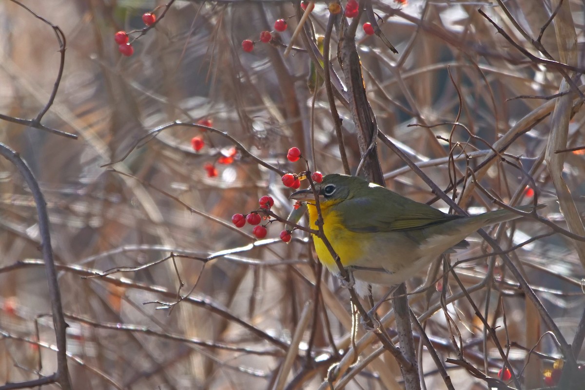 Yellow-breasted Chat - Russ Smiley